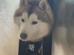 -Husky Go! 哈士奇体验馆·宠物咖啡厅狗咖
