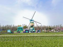 -荷兰花海
