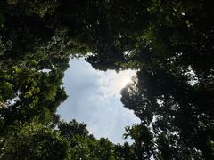 -莫里热带雨林景区