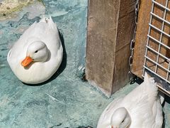 -栾川竹海野生动物园