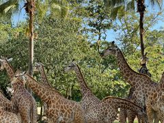 -广州长隆野生动物世界