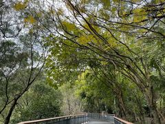 -金鸡山公园