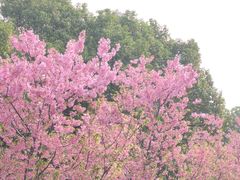 -顾村公园