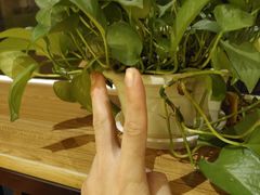 -拿渡麻辣香锅(管庄店)