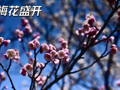 -梅花山(明孝陵内)
