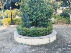 -颂福楼·南京菜(定淮门店)