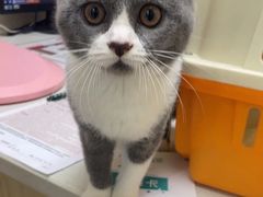 -安安宠医宠物医院·异宠·犬猫内科(岳阳分院)
