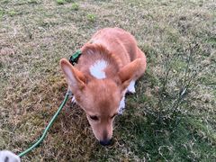 -南京Hallo宠物乐园·哈罗犬舍·柴犬繁育基地