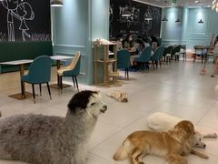 -安格丽娜·狗咖·猫咖羊驼咖(春熙路百盛商场店)