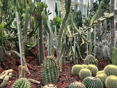 -昆明植物园