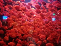 -太平洋海底世界