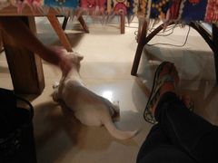 调皮的丁丁-哈尔滨北方国际青年旅舍(中央大街店)