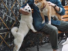 -柴犬高等学院·狗咖·柴犬售卖·宠物训练