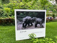 -野象谷景区