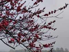 -浙江西子宾馆·牡丹厅
