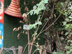 -呀路古热带植物园