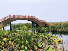 -白洋淀景区