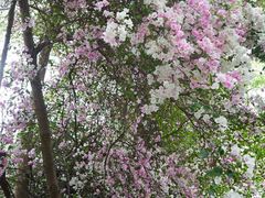 -深圳国际园林花卉博览园