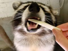 -浣熊柯尔鸭土拨鼠·电玩咖