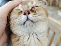 -楼上猫咖(罗湖店)