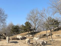-北京野生动物园