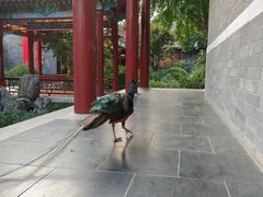 -有喜胶东小馆(太申祥和店)