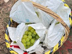 -马陆小张葡萄园农家乐