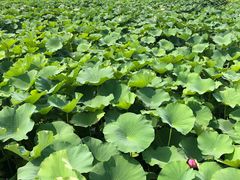 -荷塘月色湿地公园·向阳花洲