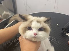-喵百万·布偶·蓝金金渐层英短·猫舍(百子湾店)
