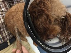 -伟伟宠物医院·CT影像中心·瑞派犬猫综合性门诊(汉口总院)