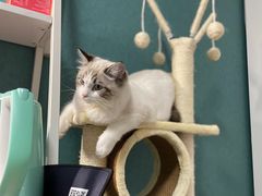 -猫十亿·布偶金渐层·曼基康矮脚猫舍(青年路店)