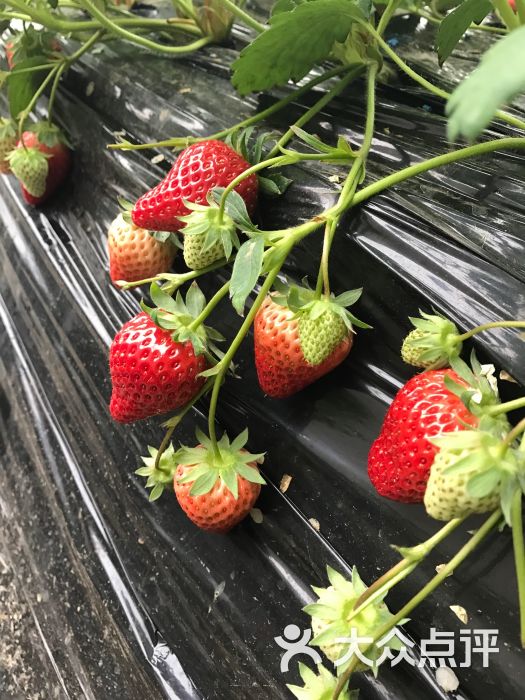 幸福草莓园草莓采摘((未来科技城园))图片 - 第60张