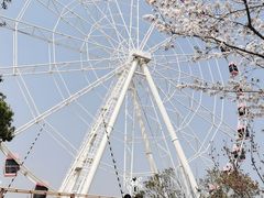 -顾村公园