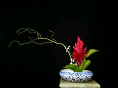 -荷兰布尔玛国际花艺学院