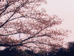 -高东镇樱花园