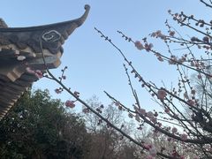 -南京古林公园