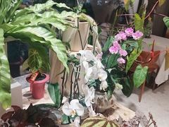 -花神·轻食简餐·咖啡馆·花卉绿植(荷兰花卉小镇店)