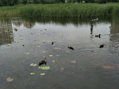 -前关湿地公园