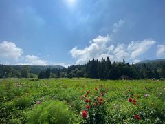 -武陵山森林公园