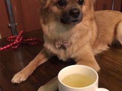 -百好乐宠物友好餐厅(朝外大街店)