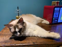 -猫色咖啡·猫咖