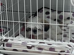 -翊宠yipet猫狗购宠庄园犬舍•猫舍