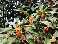 -上海佘山国家森林公园天马山园