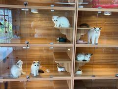 -喵百万·布偶·蓝金金渐层英短·猫舍(百子湾店)