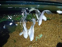 -太平洋海底世界