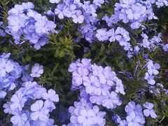 -星巴克(深圳侨城街店)