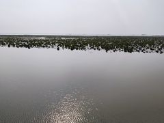 -微山湖红荷湿地景区