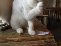 -吉丁鸟咖·异宠·寄养