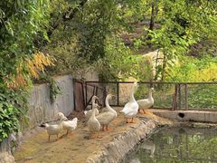 -丽泽山庄·生态怀柔菜·虹鳟鱼(红螺寺店)