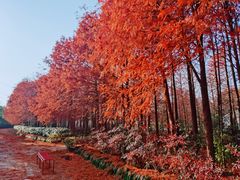 -上海海湾国家森林公园